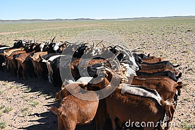 Goats waiting to be Milked in Mongolia Stock Photo