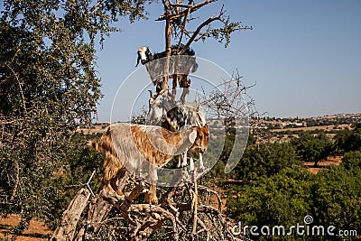 Goats on the trees. flying goats Stock Photo