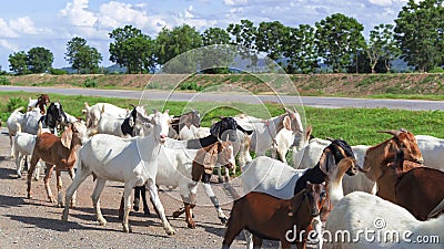 Goats Stock Photo