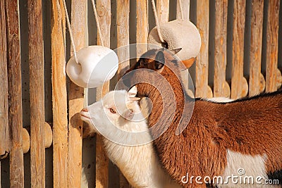 Goats in warm sunlight at a fence with salt lick Stock Photo