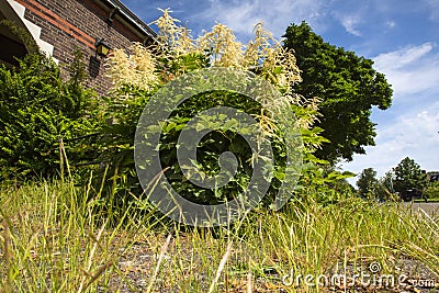 Goatsbeard, Aruncus dioicus Stock Photo