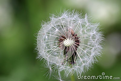 Goatsbeard flower seed head close up Stock Photo