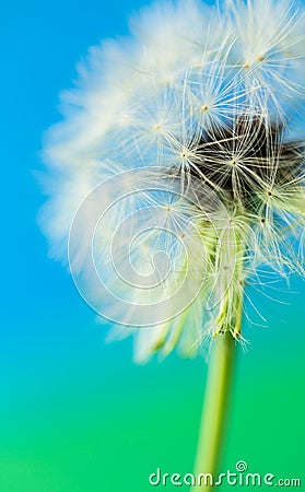 Goatsbeard seed head Stock Photo