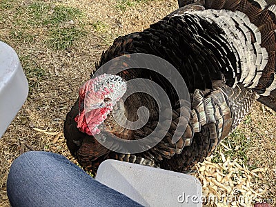 Gobble Stock Photo