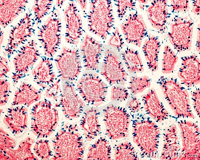 Goblet cells. Intestinal epithelium Stock Photo