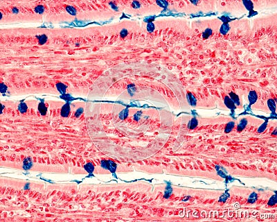 Goblet cells. Intestinal epithelium Stock Photo