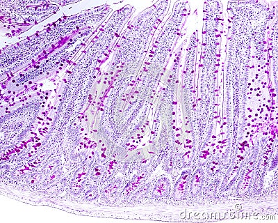 Goblet cells. Small intestine epithelium Stock Photo