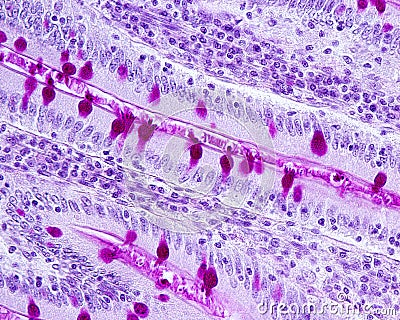 Goblet cells. Small intestine epithelium Stock Photo