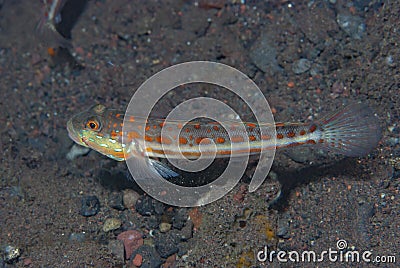 Orangespotted Sleeper Goby Stock Photo