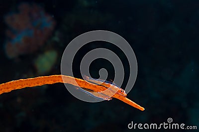 Goby couple on whip coral Stock Photo