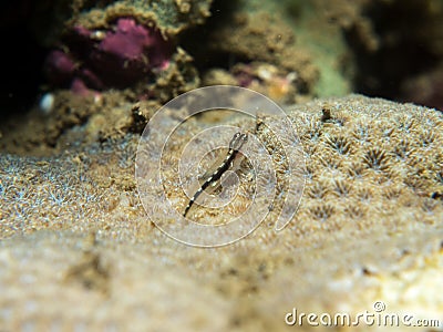 Goby fish on the coral Stock Photo