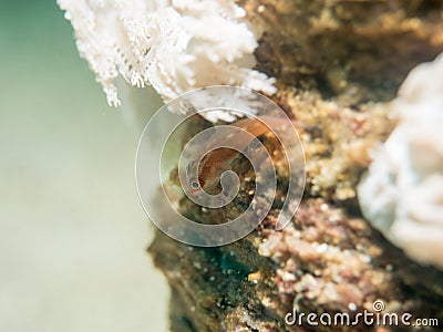 Goby fish at under the sea Stock Photo