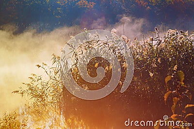 God beams - coniferous forest early in the morning Stock Photo