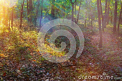 God beams - coniferous forest early in the morning Stock Photo