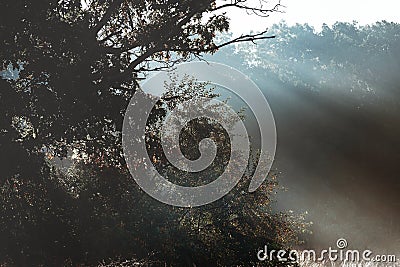 God beams - coniferous forest early in the morning Stock Photo