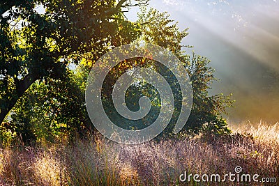 God beams - coniferous forest early in the morning Stock Photo