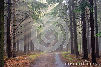 God beams - coniferous forest in fog Stock Photo