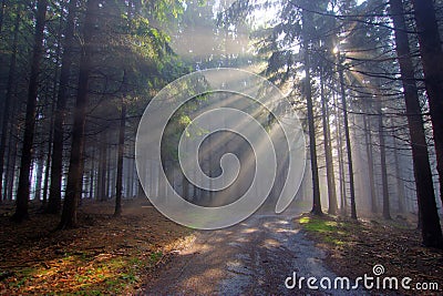 God beams - coniferous forest in fog Stock Photo
