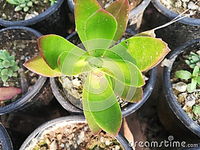 See God Boni tree God Lotus plant Stock Photo