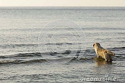 Goden Retriever bathing on the beach Stock Photo