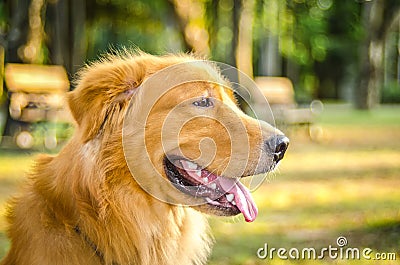 Goden retriever Stock Photo