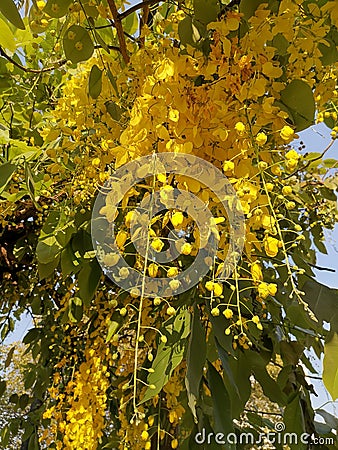 Golden shower & x28;Cassia fistula L.& x29; flowers under golden evening light Stock Photo