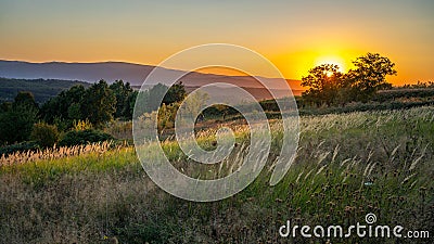 Goden summer sunset nature trees Stock Photo