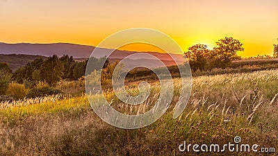 Goden summer sunset nature trees Stock Photo