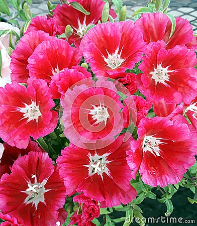 Godetia blooms Stock Photo