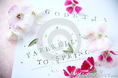 Godetia flowers with text Stock Photo