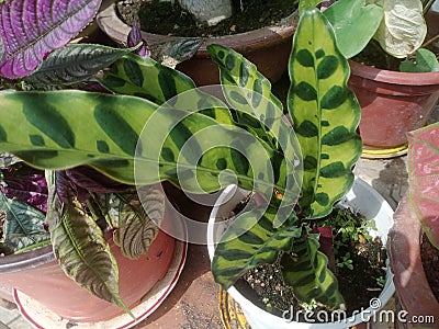 Rattlesnake plant, Goeppertia insignis syn. Calathea lancifolia Stock Photo