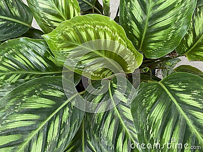 Goeppertia veitchiana 'Flamestar' leaves Stock Photo