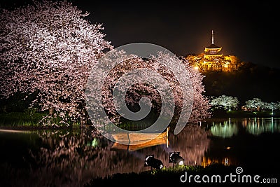 Of going to see cherry blossoms at night Sankei Garden Stock Photo