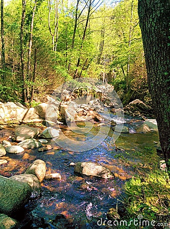 Little river among the forest full of life Stock Photo