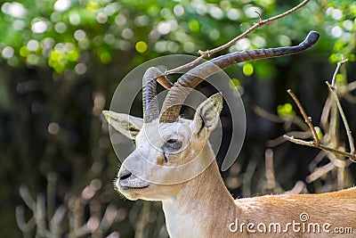 Goitered gazelle (Gazella subgutturosa) Stock Photo