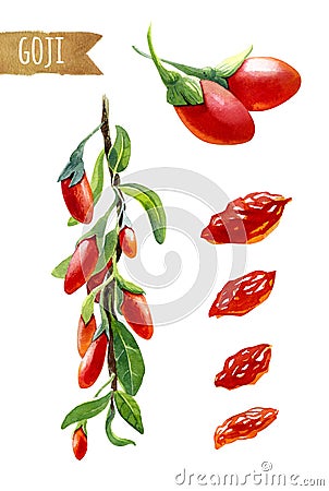 Goji berries on a branch, watercolor illustration Cartoon Illustration