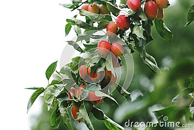 Goji Berries Growing Stock Photo