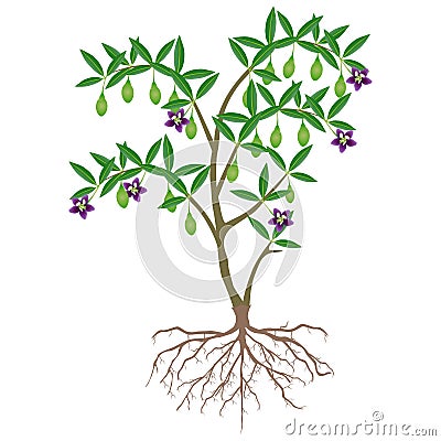 Goji berry plant with unripe fruit and flowers. Vector Illustration