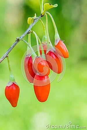 Goji berry, or wolfberry. Ripe berries on the twig. Anti aging fruit. Closeup. Lycium barbarum Stock Photo