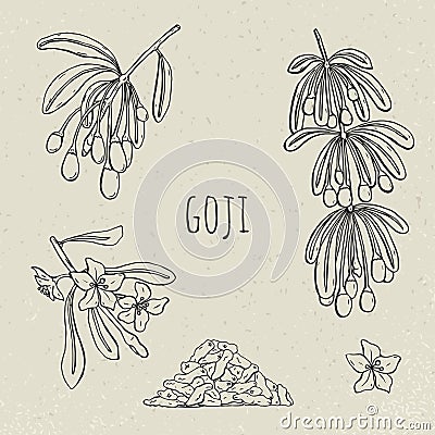 Goji on a branch hand drawn set. Collection blooming, dry berry. Vector Illustration