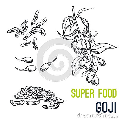 Goji, Super food hand drawn sketch vector Vector Illustration