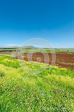 Golan Heights Stock Photo