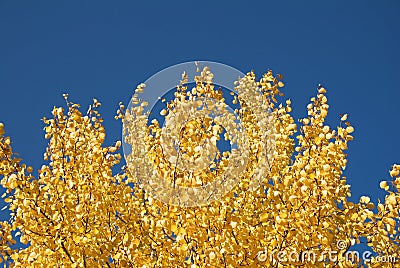 Gold aspen Stock Photo