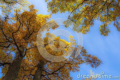 Gold autumn Trees in a park Stock Photo