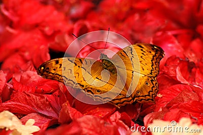 Gold butterfly on red flower Stock Photo