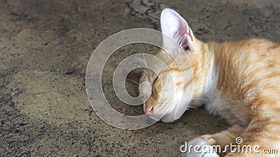 Gold cat sleeping on the cement floor so cute zoom in has copy s Stock Photo