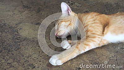 Gold cat sleeping on the cement floor has copy space at left Stock Photo