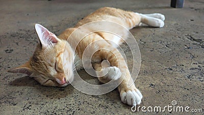 Gold cat sleeping on the cement floor macro photo Stock Photo