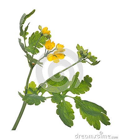 Gold celandine flower with large leaves Stock Photo
