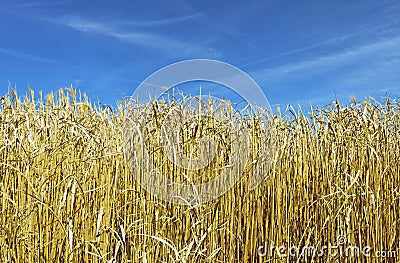 Gold colored, dry elephant grass, blue sky Stock Photo